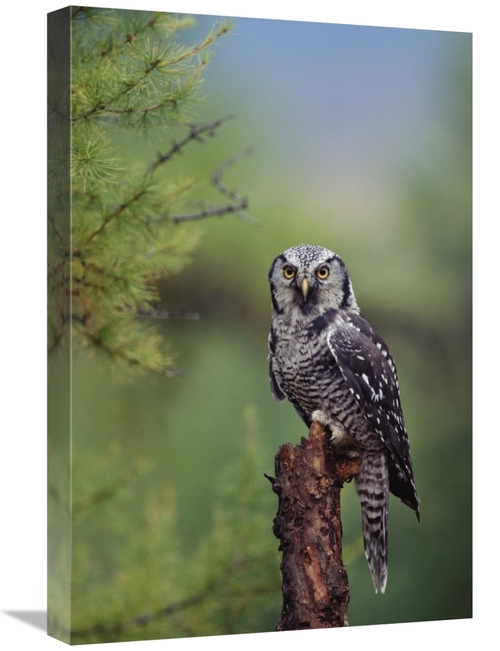 Global Gallery GCS-397042-1624-142 16 x 24 in. Northern Hawk Owl Perch