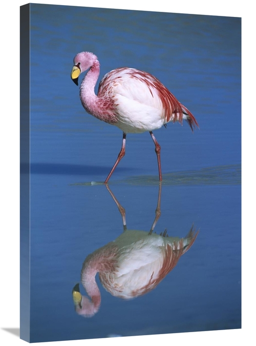 Global Gallery GCS-395592-2030-142 20 x 30 in. Puna Flamingo Wading&#4