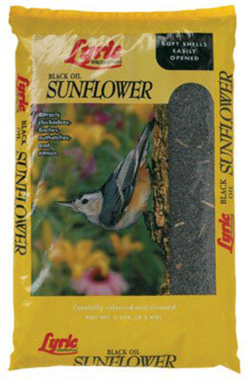 Main Lebanon Seaboard GRV2647421 Black Oil Sunflower image