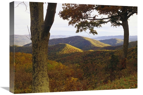 Global Gallery GCS-452017-1824-142 18 x 24 in. Autumn Forest At Brown 