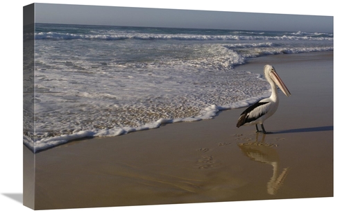 Global Gallery GCS-453096-1624-142 16 x 24 in. Australian Pelican on B