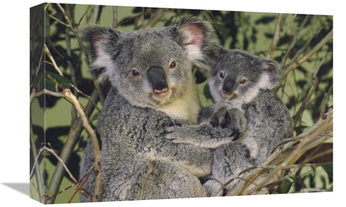 Global Gallery GCS-395754-1218-142 12 x 18 in. Koala Mother with Joey&