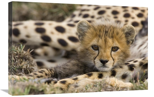 Global Gallery GCS-395812-2030-142 20 x 30 in. Cheetah Cub Portrait&#4
