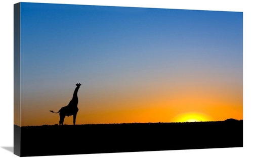 Global Gallery GCS-397433-2030-142 20 x 30 in. Giraffe Silhouetted Aga