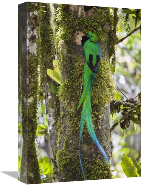 Global Gallery GCS-452659-1218-142 12 x 18 in. Resplendent Quetzal Mal