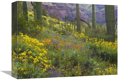 Global Gallery GCS-395937-1216-142 12 x 16 in. Saguaro Amid Flowering 