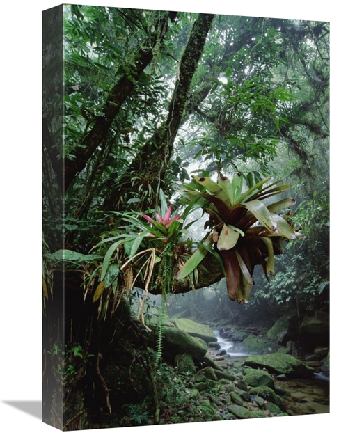 Global Gallery GCS-395653-1218-142 12 x 18 in. Bromeliads Growing in T