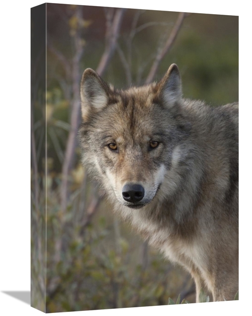 Global Gallery GCS-397989-1218-142 12 x 18 in. Gray Wolf Portrait,