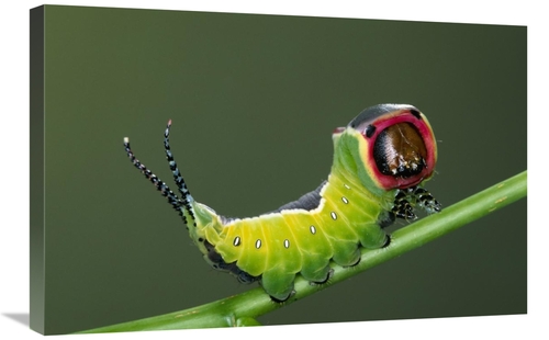 Global Gallery GCS-395291-2030-142 20 x 30 in. Puss Moth on Stem, 