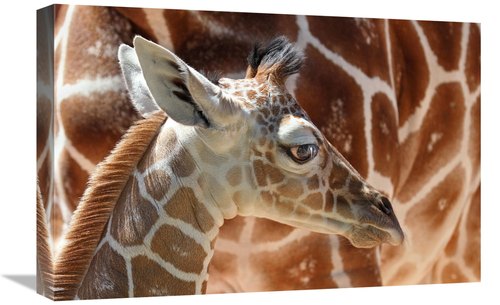 Global Gallery GCS-486402-22-142 22 in. Baby Giraffe Art Print - Vic S