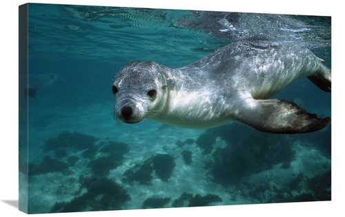 Global Gallery GCS-397718-2030-142 20 x 30 in. Australian Sea Lion Und