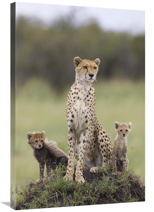 Global Gallery GCS-395840-2436-142 24 x 36 in. Cheetah Mother & Eight 