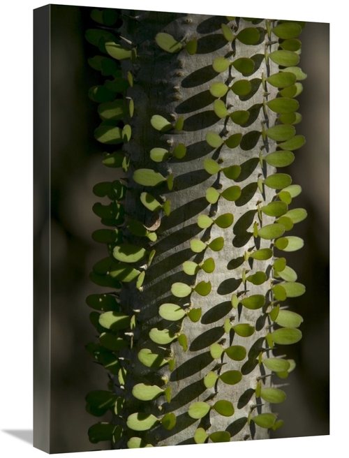 Global Gallery GCS-398109-1624-142 16 x 24 in. Madagascan Ocotillo Sho