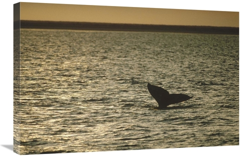 Global Gallery GCS-450589-2030-142 20 x 30 in. Gray Whale Tail At Suns