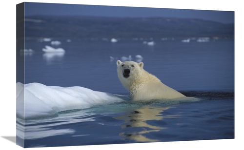 Global Gallery GCS-450970-1624-142 16 x 24 in. Polar Bear Swimming&#44