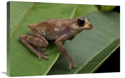 Global Gallery GCS-397539-2030-142 20 x 30 in. Shrub Frog, Sarawak