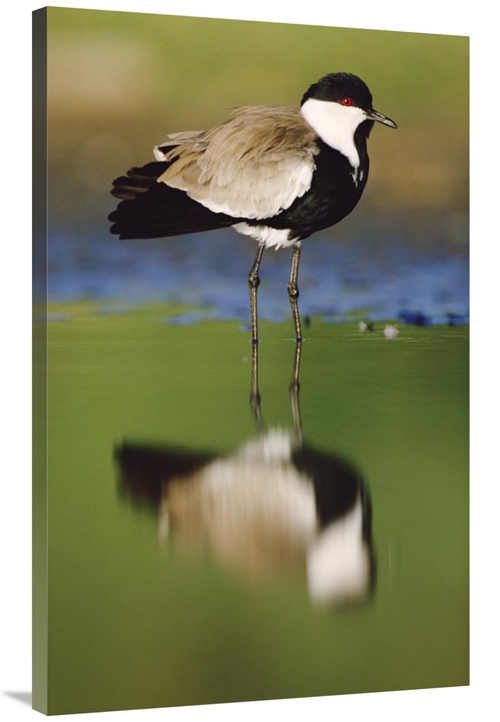 Global Gallery GCS-396503-40-142 40 in. Spur-Winged Plover with Its Re