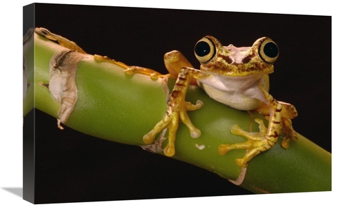 Global Gallery GCS-453181-1624-142 16 x 24 in. Chachi Tree Frog Adult&