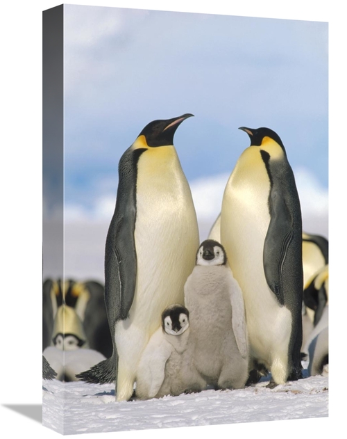 Global Gallery GCS-452323-1218-142 12 x 18 in. Emperor Penguin Parents