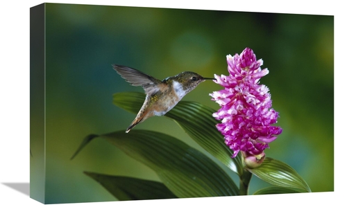 Global Gallery  12 x 18 in. Scintillant Hummingbird Feeding at & Polli