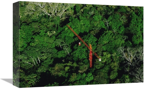 Global Gallery GCS-450705-1218-142 12 x 18 in. Rainforest Canopy Resea