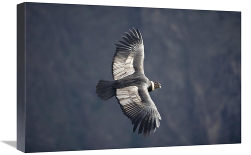 Global Gallery GCS-451492-1624-142 16 x 24 in. Andean Condor Male Ridi