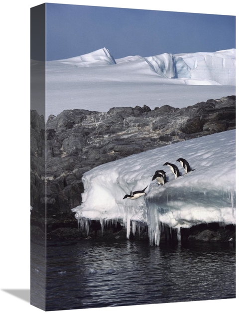 Global Gallery GCS-453394-1218-142 12 x 18 in. Five Adelie Penguins Di