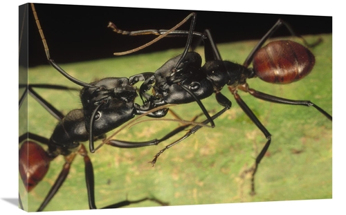 Global Gallery GCS-450556-2030-142 20 x 30 in. Giant Forest Ant Pair F