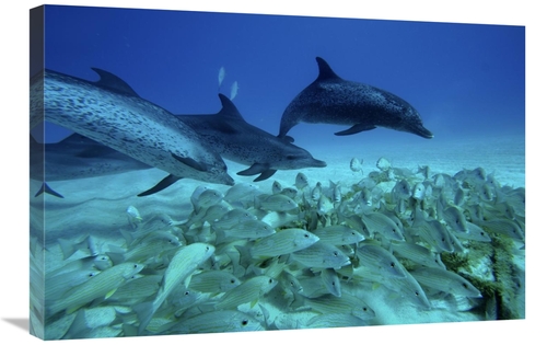 Global Gallery GCS-397734-2030-142 20 x 30 in. Atlantic Spotted Dolphi