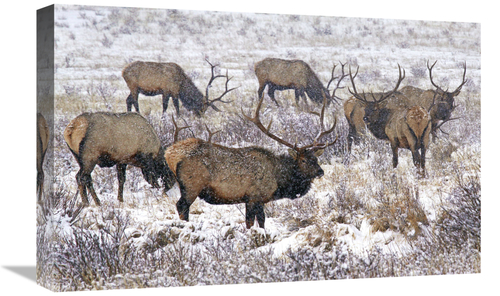 Global Gallery GCS-486605-22-142 22 in. Searching the Snowy Meadow Art