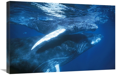 Global Gallery GCS-453572-2030-142 20 x 30 in. Humpback Whale & Calf i