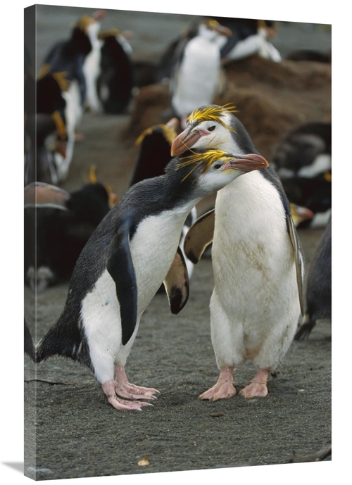 Global Gallery GCS-452444-2436-142 24 x 36 in. Royal Penguin Pair,