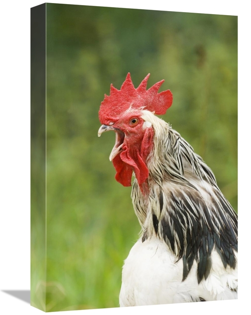 Global Gallery GCS-398196-1218-142 12 x 18 in. Domestic Chicken, L