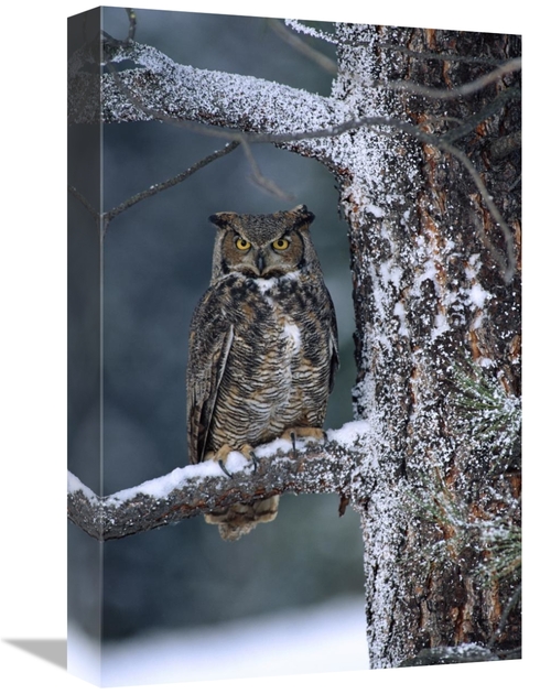 Global Gallery GCS-396906-1218-142 12 x 18 in. Great Horned Owl Perche