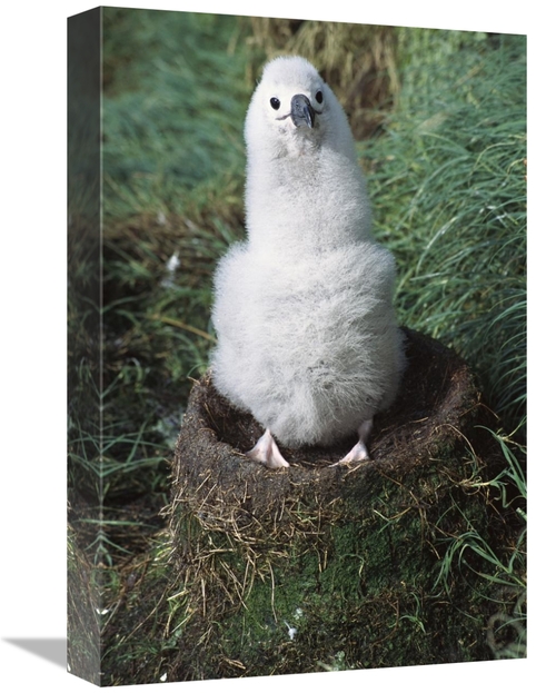 Global Gallery GCS-451611-1218-142 12 x 18 in. Campbell Albatross Two 