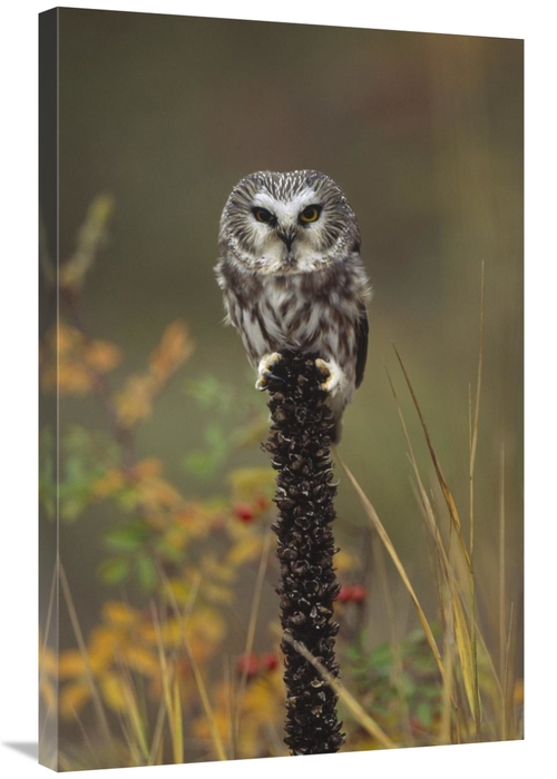 24 x 36 in. Northern Saw-Whet Owl Perching on A Post, British Colu