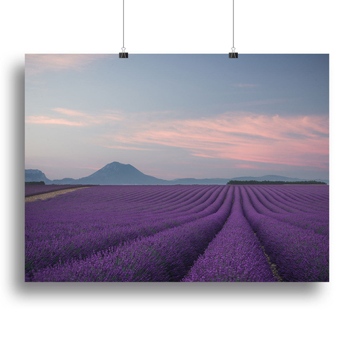 Lavender Field Canvas Print or Poster