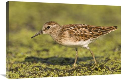 Global Gallery GCS-397259-2436-142 24 x 36 in. Pectoral Sandpiper,