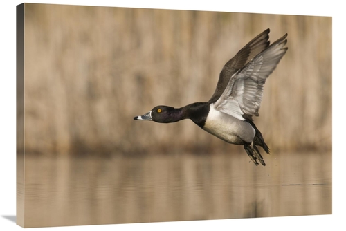 Global Gallery GCS-397400-36-142 36 in. Ring-Necked Duck Male Flying&#