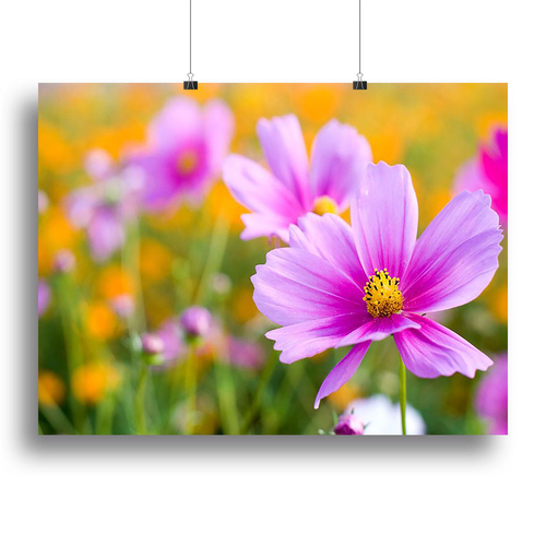 Pink cosmos in the flower fields Canvas Print or Poster