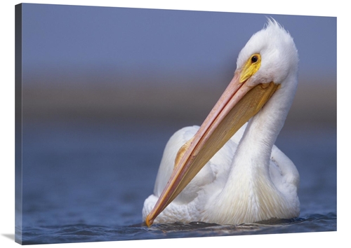 Global Gallery GCS-396064-3040-142 30 x 40 in. American White Pelican 