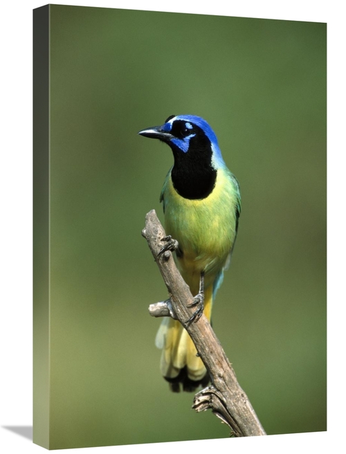 Global Gallery GCS-453287-1624-142 16 x 24 in. Green Jay Perching,