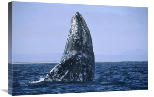 Global Gallery GCS-452330-2030-142 20 x 30 in. Gray Whale Breaching