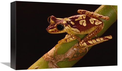 Global Gallery GCS-453180-1218-142 12 x 18 in. Chachi Tree Frog Adult&