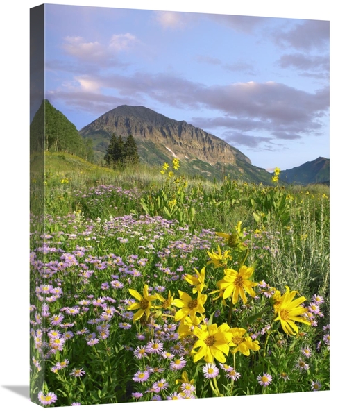 Global Gallery GCS-452233-1824-142 18 x 24 in. Orange Sneezeweed & Smo