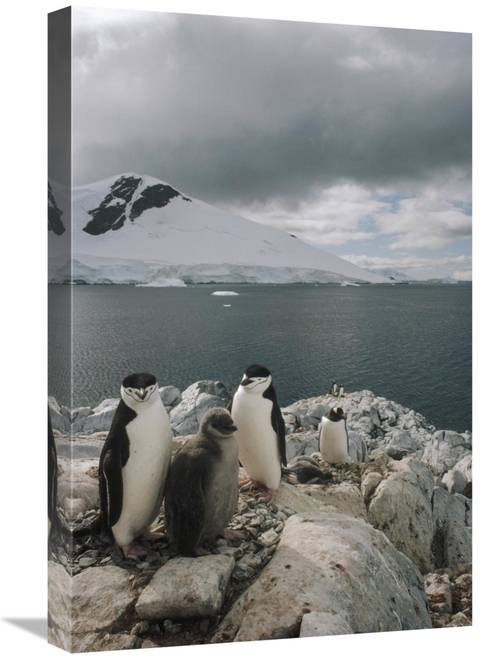 Global Gallery GCS-451290-1624-142 16 x 24 in. Chinstrap Penguin Paren