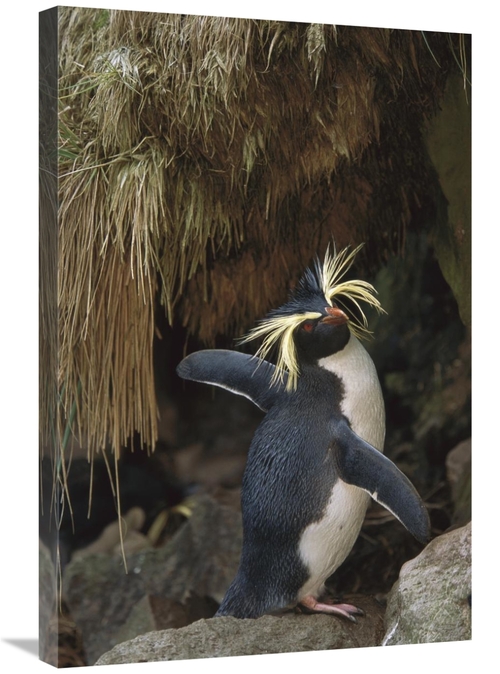 Global Gallery GCS-451810-2030-142 20 x 30 in. Rockhopper Penguin Spre