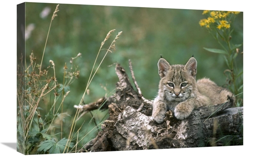 Global Gallery GCS-451866-1624-142 16 x 24 in. Bobcat Kitten, Rest