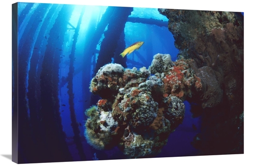 Global Gallery GCS-450721-2436-142 24 x 36 in. Coral Growing on Oil Ri