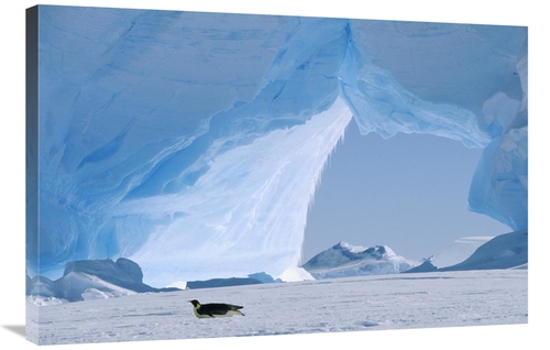 Global Gallery GCS-452321-2436-142 24 x 36 in. Emperor Penguin Tobogga